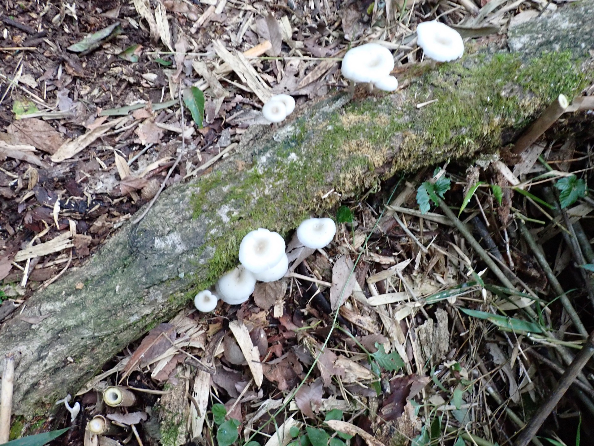 中央凹の白いきのこ の高画質写真です。横浜市で、2024年9月8日に撮影したものです。