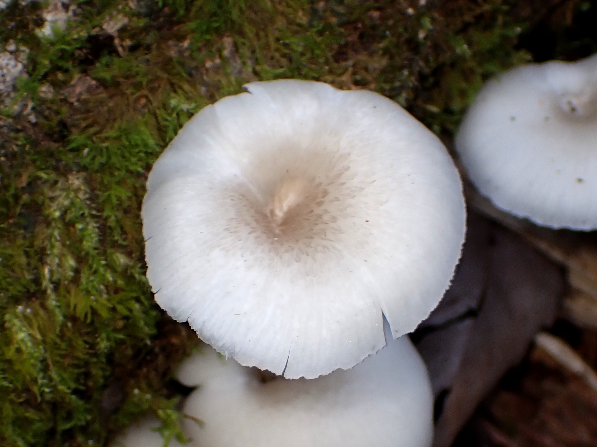 中央凹の白いきのこ の高画質写真です。横浜市で、2024年9月8日に撮影したものです。