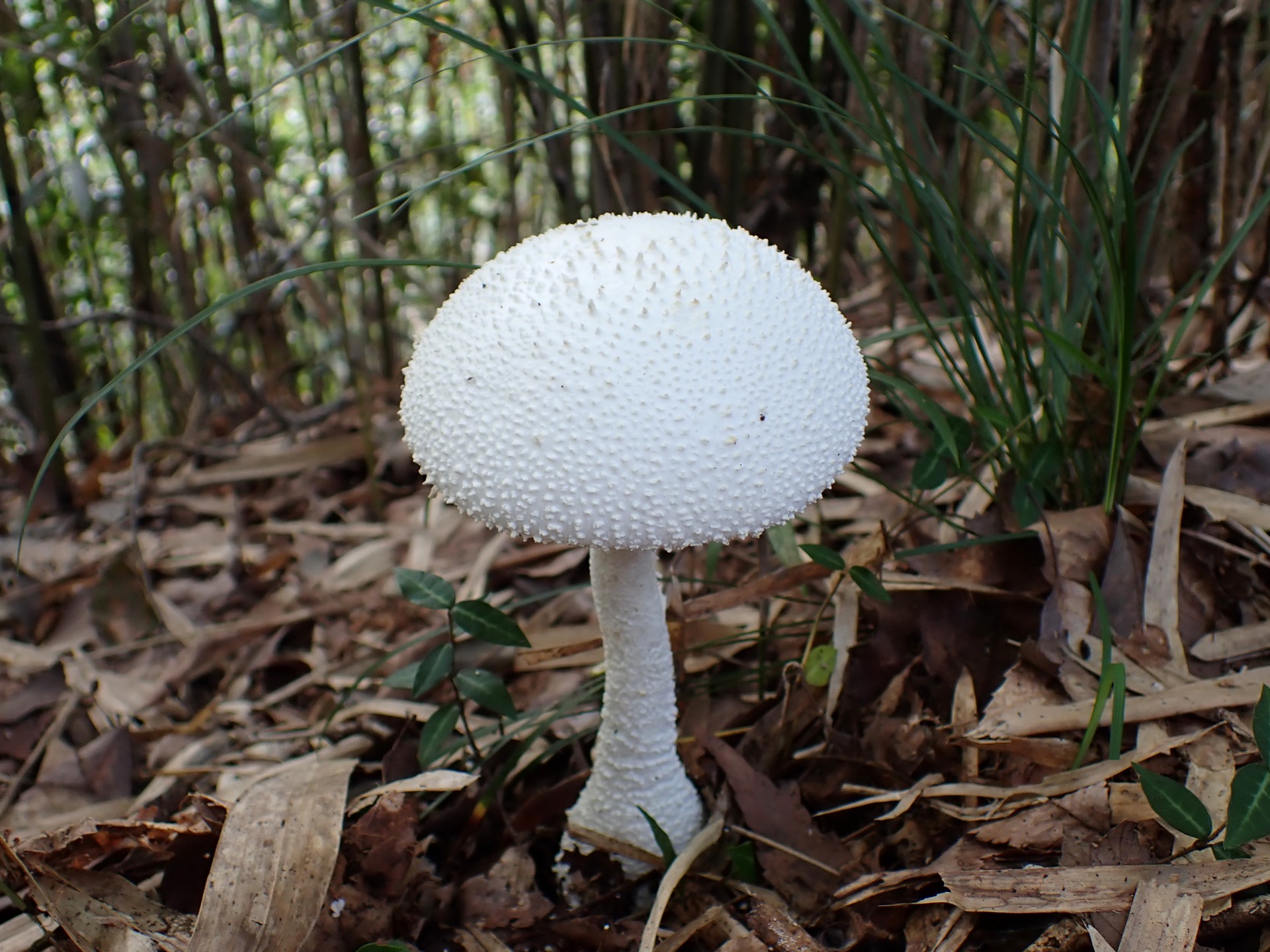 シロオニタケ の高画質写真です。横浜市で、2024年9月7日に撮影したものです。