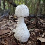 シロオニタケ の高画質写真です。横浜市で、2024年9月7日に撮影したものです。