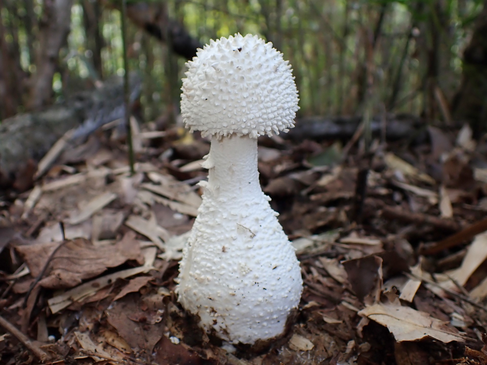 シロオニタケ の高画質写真です。横浜市で、2024年9月7日に撮影したものです。