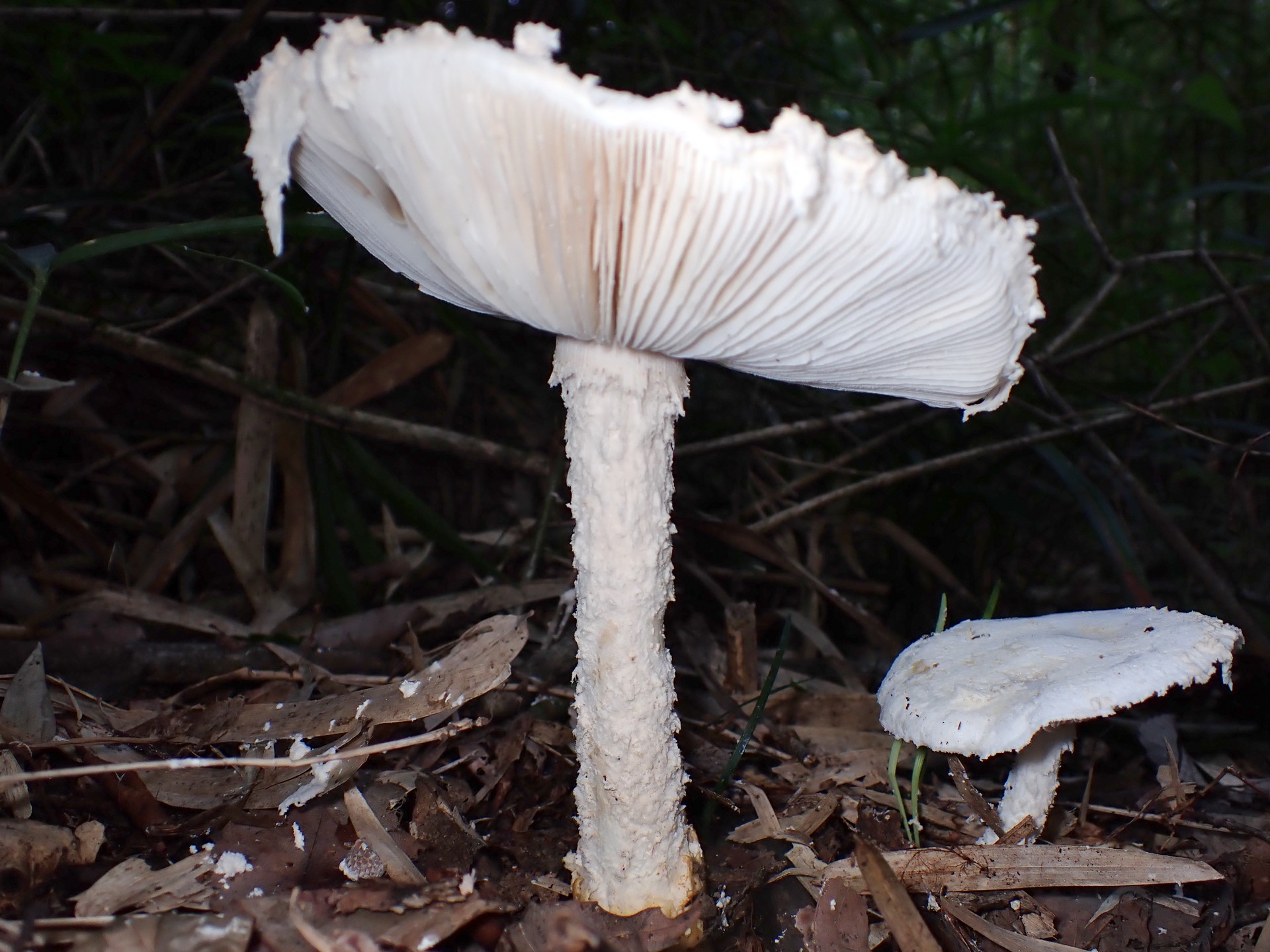 シロテングタケ の高画質写真です。横浜市で、2024年9月8日に撮影したものです。