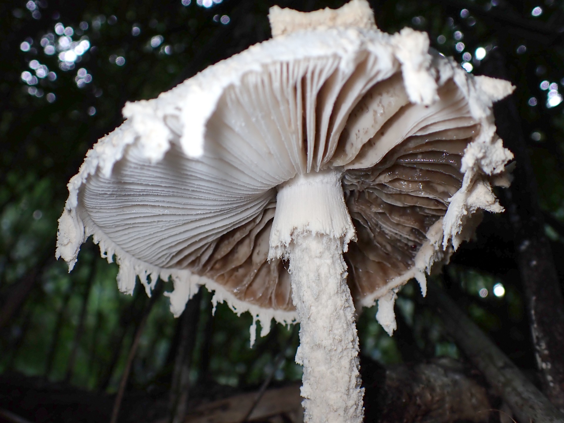 シロテングタケ の高画質写真です。横浜市で、2024年9月7日に撮影したものです。