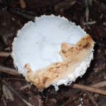 シロテングタケ の高画質写真です。横浜市で、2024年9月7日に撮影したものです。