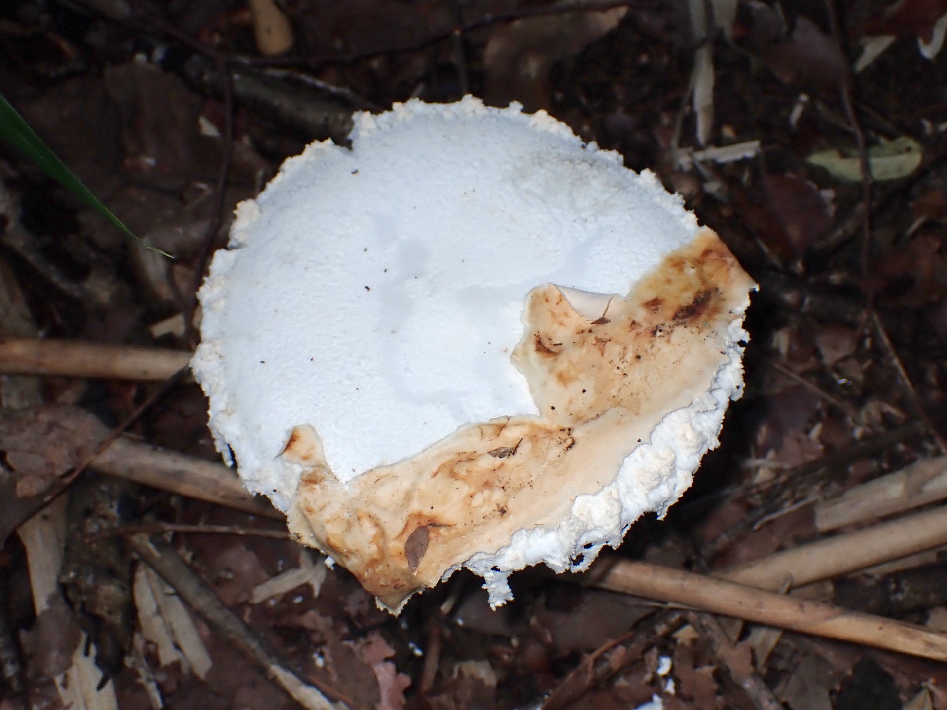 シロテングタケ の高画質写真です。横浜市で、2024年9月7日に撮影したものです。