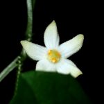 スズメウリ の高画質写真です。横浜市で、2024年9月11日に撮影したものです。