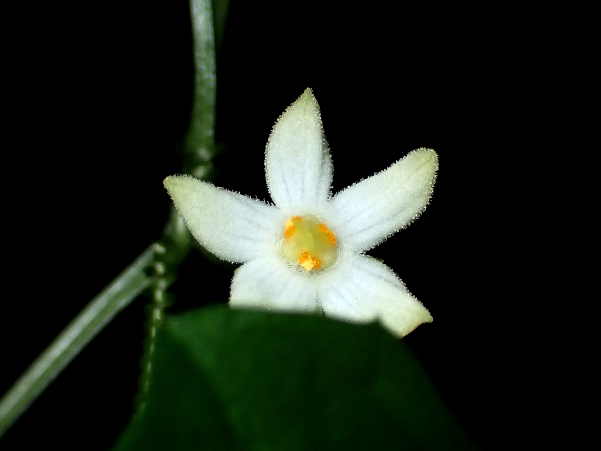 スズメウリ の高画質写真です。横浜市で、2024年9月11日に撮影したものです。