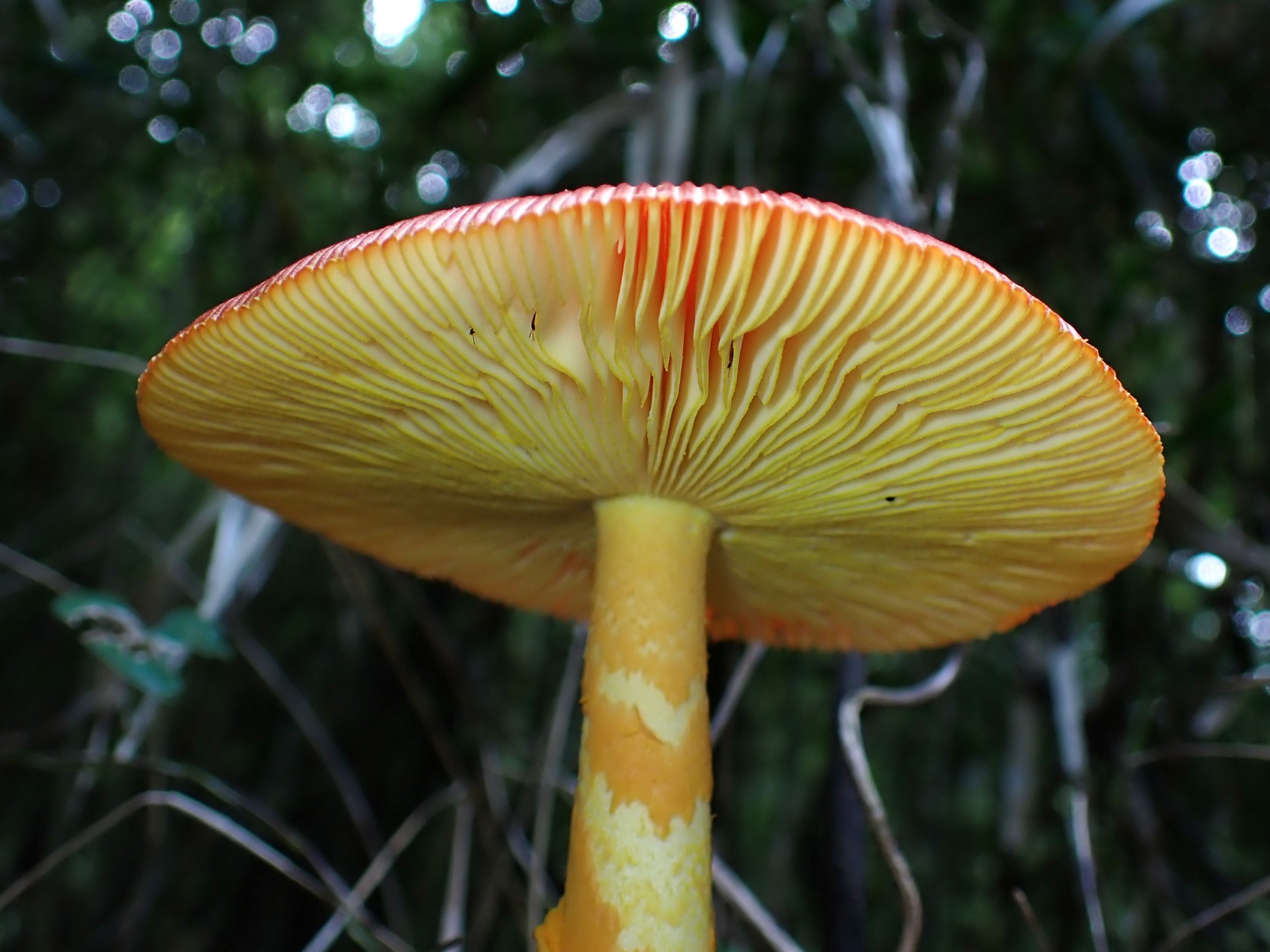 タマゴタケ の高画質写真です。横浜市で、2024年9月16日に撮影したものです。