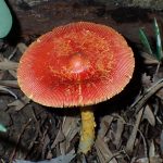 タマゴタケ の高画質写真です。横浜市で、2024年9月7日に撮影したものです。