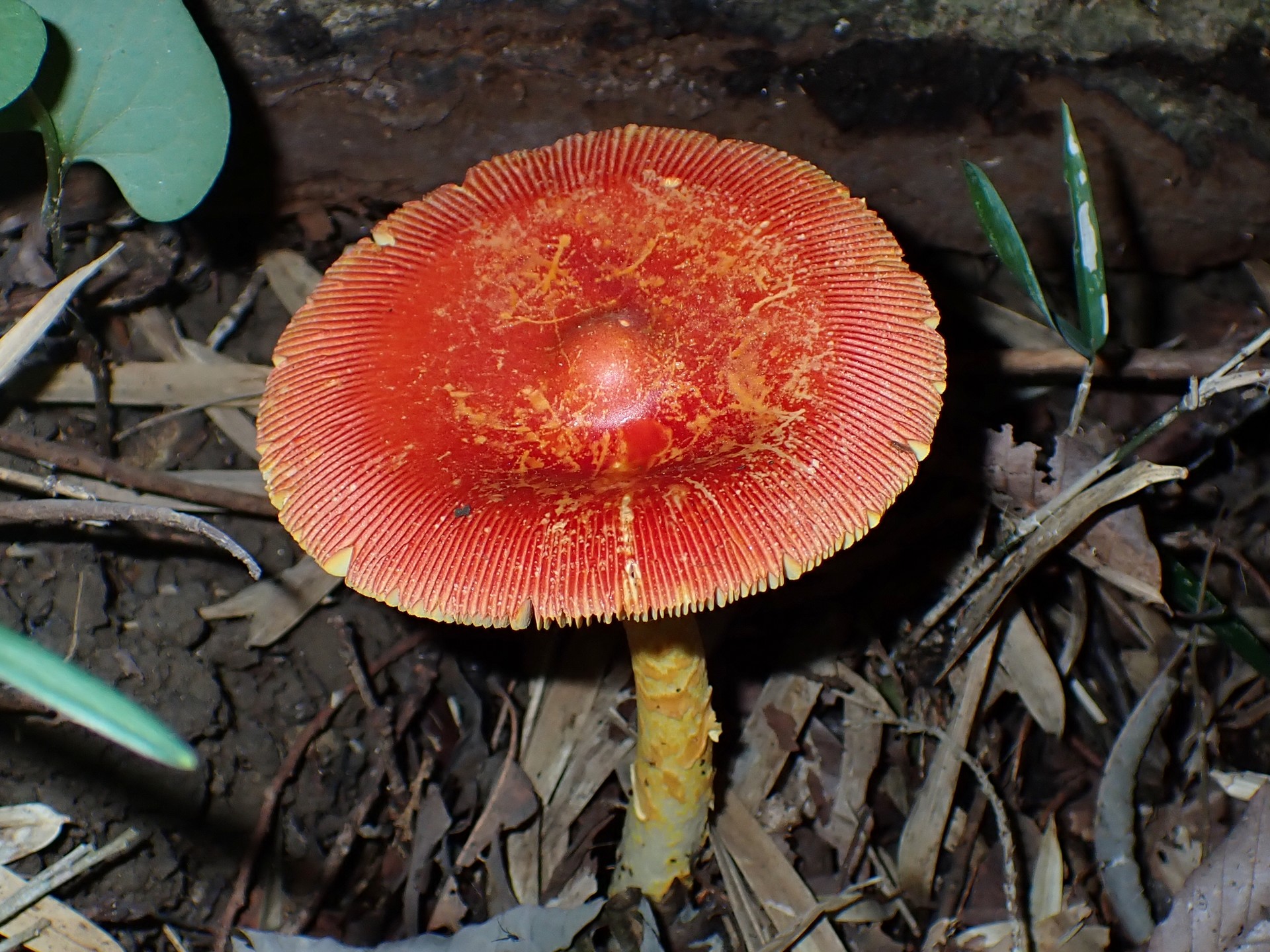 タマゴタケ の高画質写真です。横浜市で、2024年9月7日に撮影したものです。