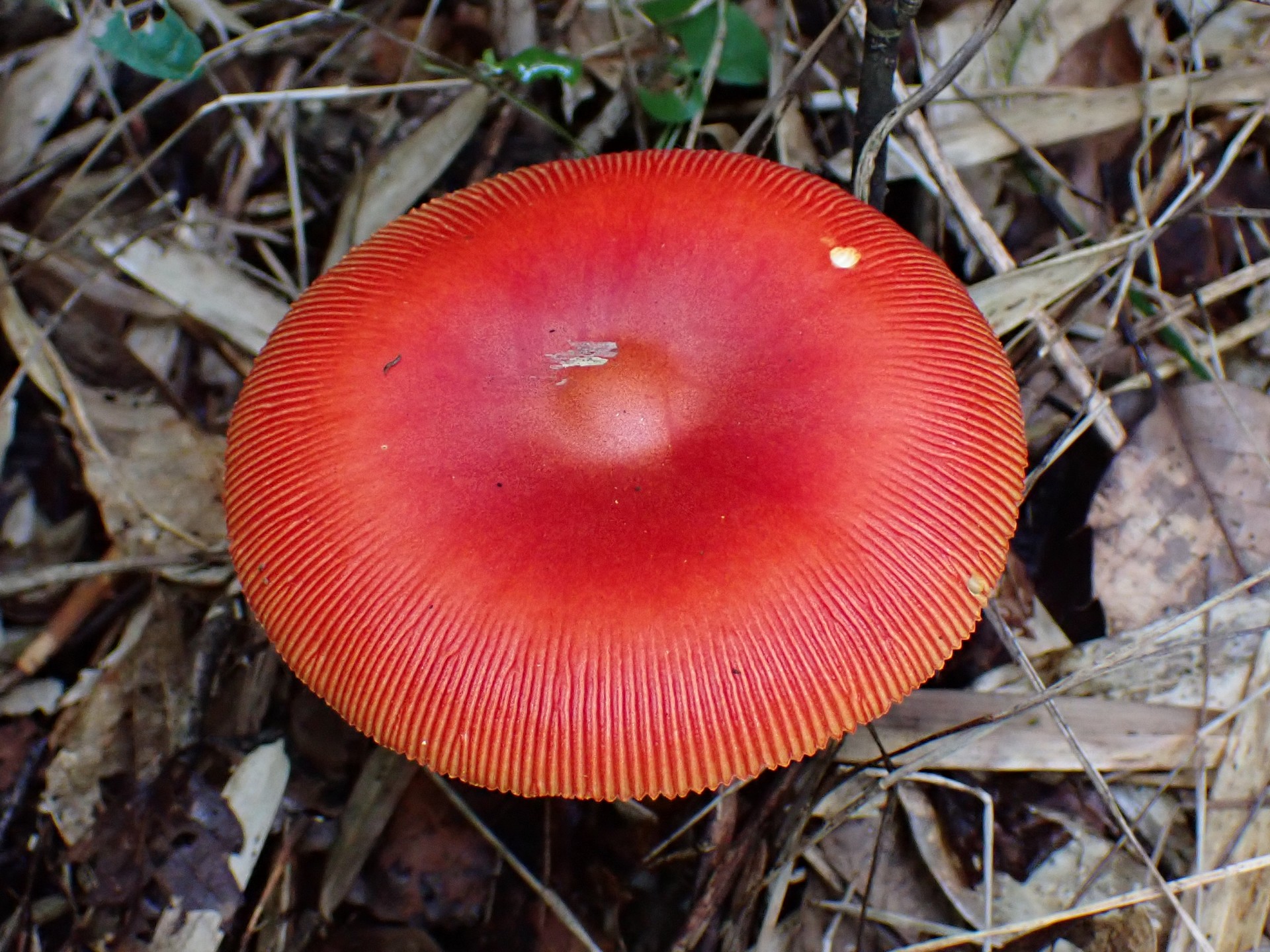 タマゴタケ の高画質写真です。横浜市で、2024年9月16日に撮影したものです。