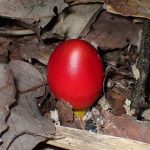 タマゴタケ の高画質写真です。横浜市で、2024年9月11日に撮影したものです。