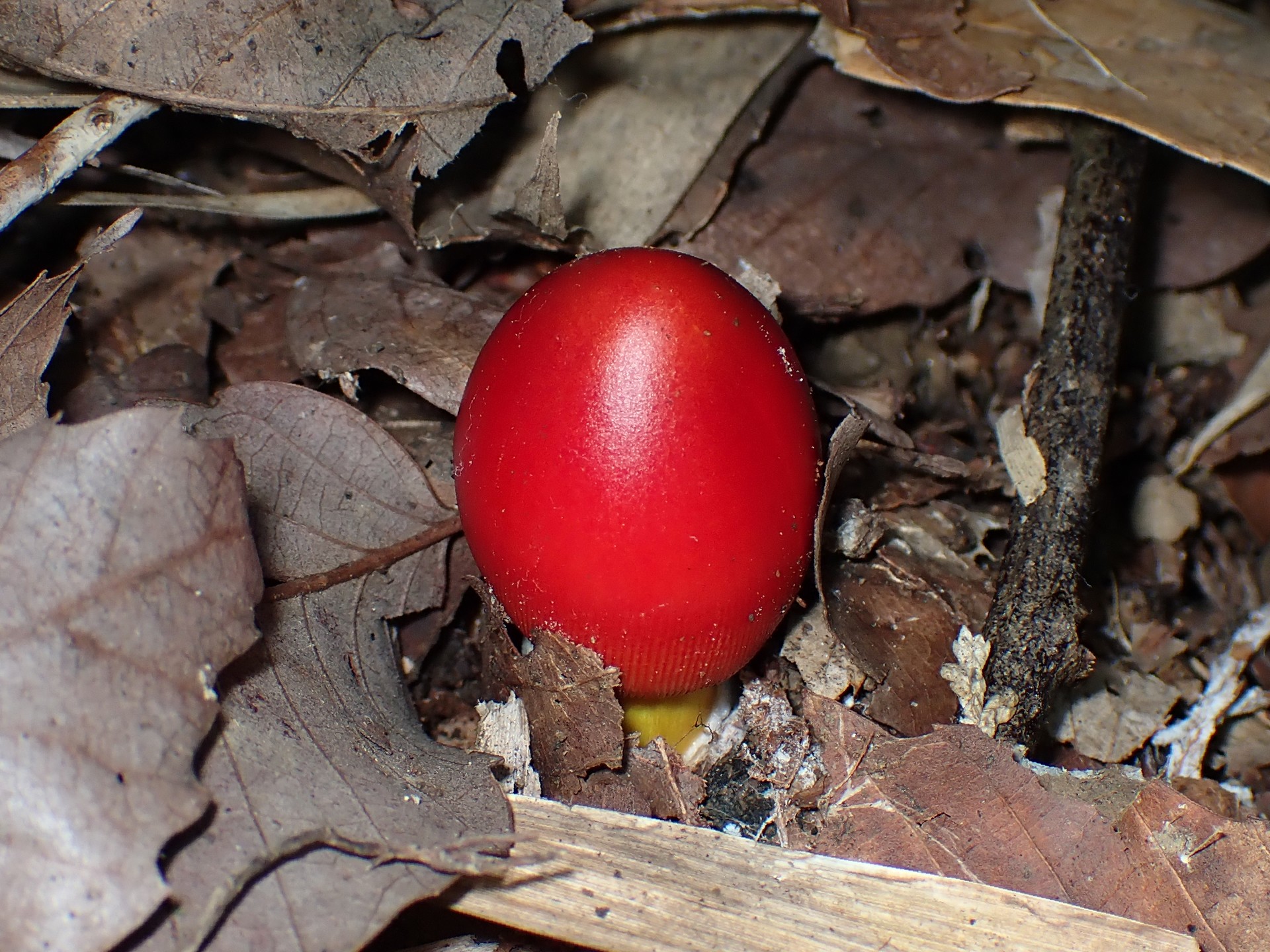 タマゴタケ の高画質写真です。横浜市で、2024年9月11日に撮影したものです。