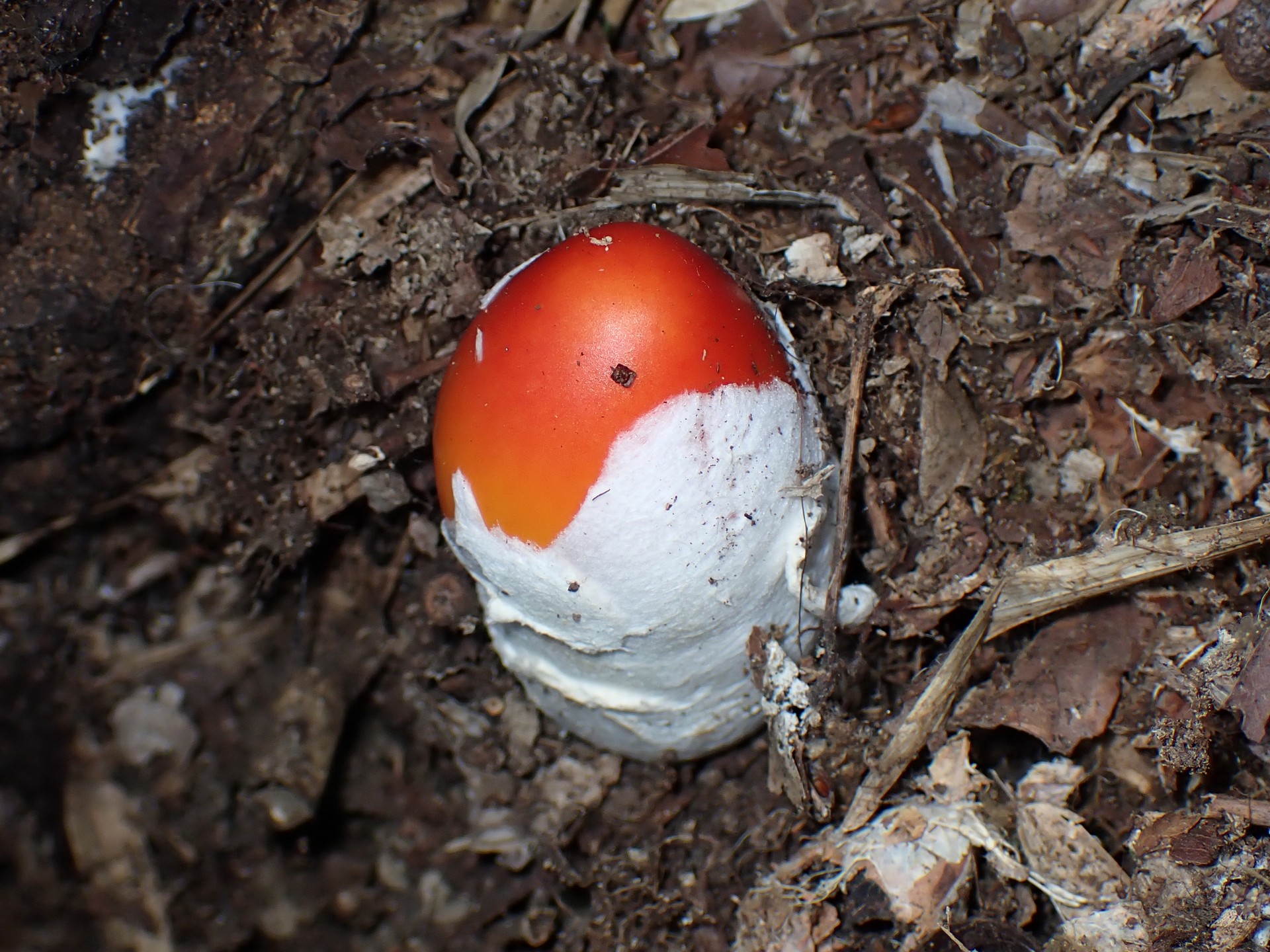 タマゴタケ の高画質写真です。横浜市で、2024年9月11日に撮影したものです。
