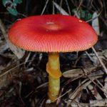 タマゴタケ の高画質写真です。横浜市で、2024年9月16日に撮影したものです。