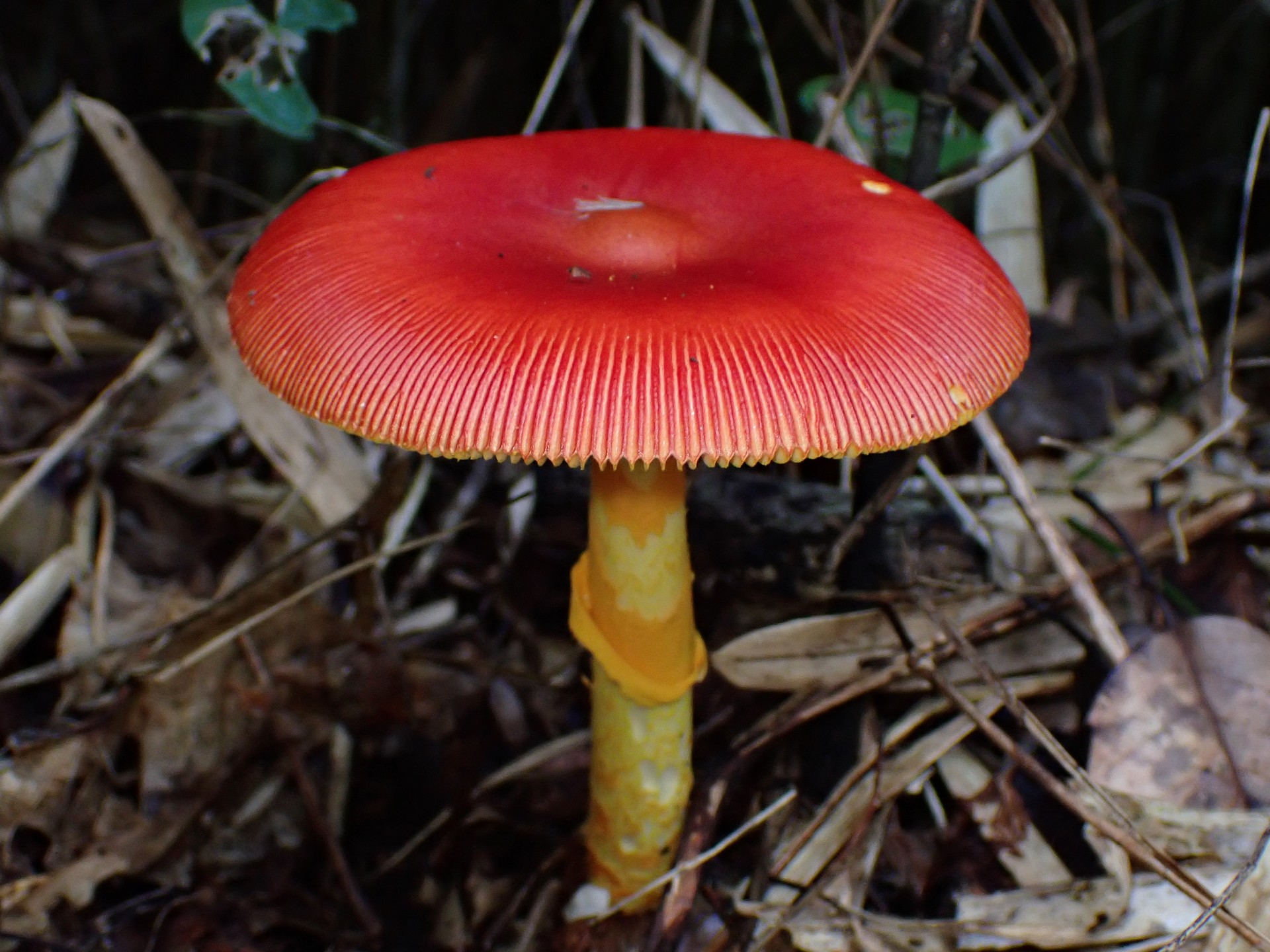 タマゴタケ の高画質写真です。横浜市で、2024年9月16日に撮影したものです。