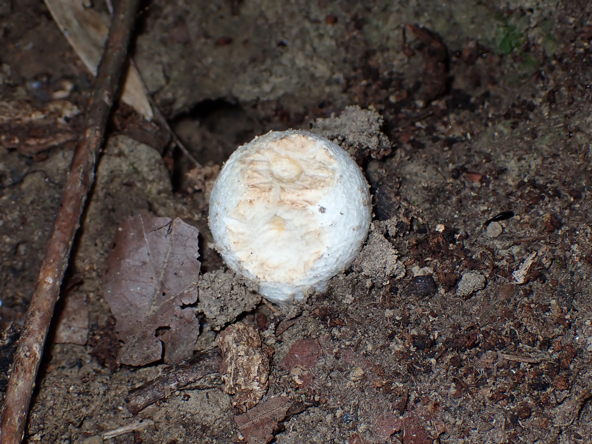 タマゴタケ の高画質写真です。横浜市で、2024年9月11日に撮影したものです。