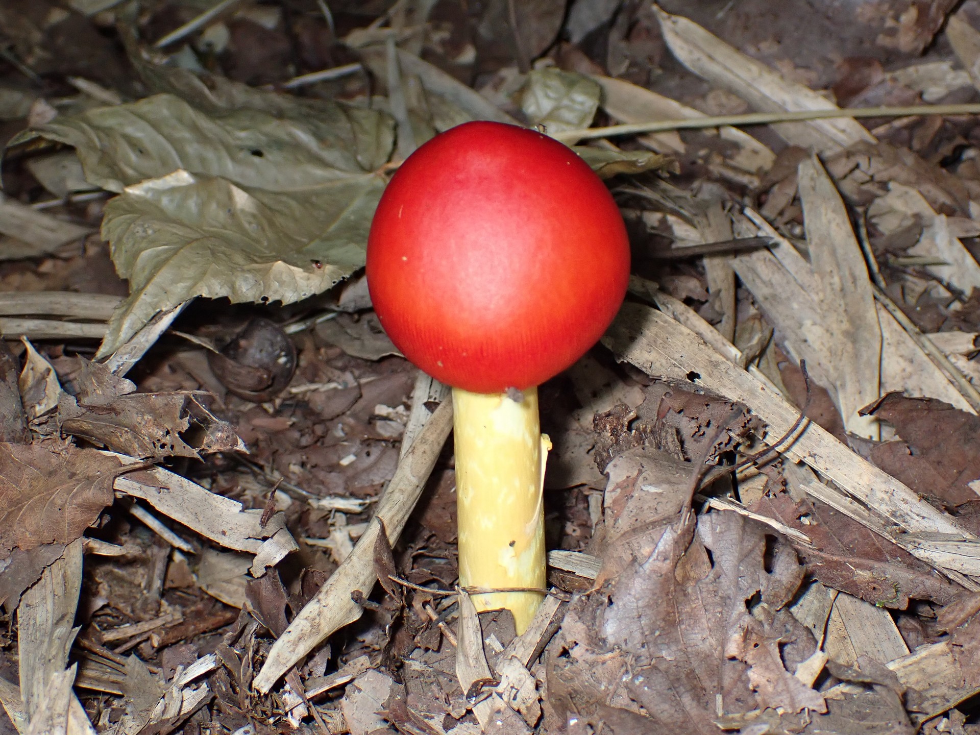 タマゴタケ の高画質写真です。横浜市で、2024年9月11日に撮影したものです。