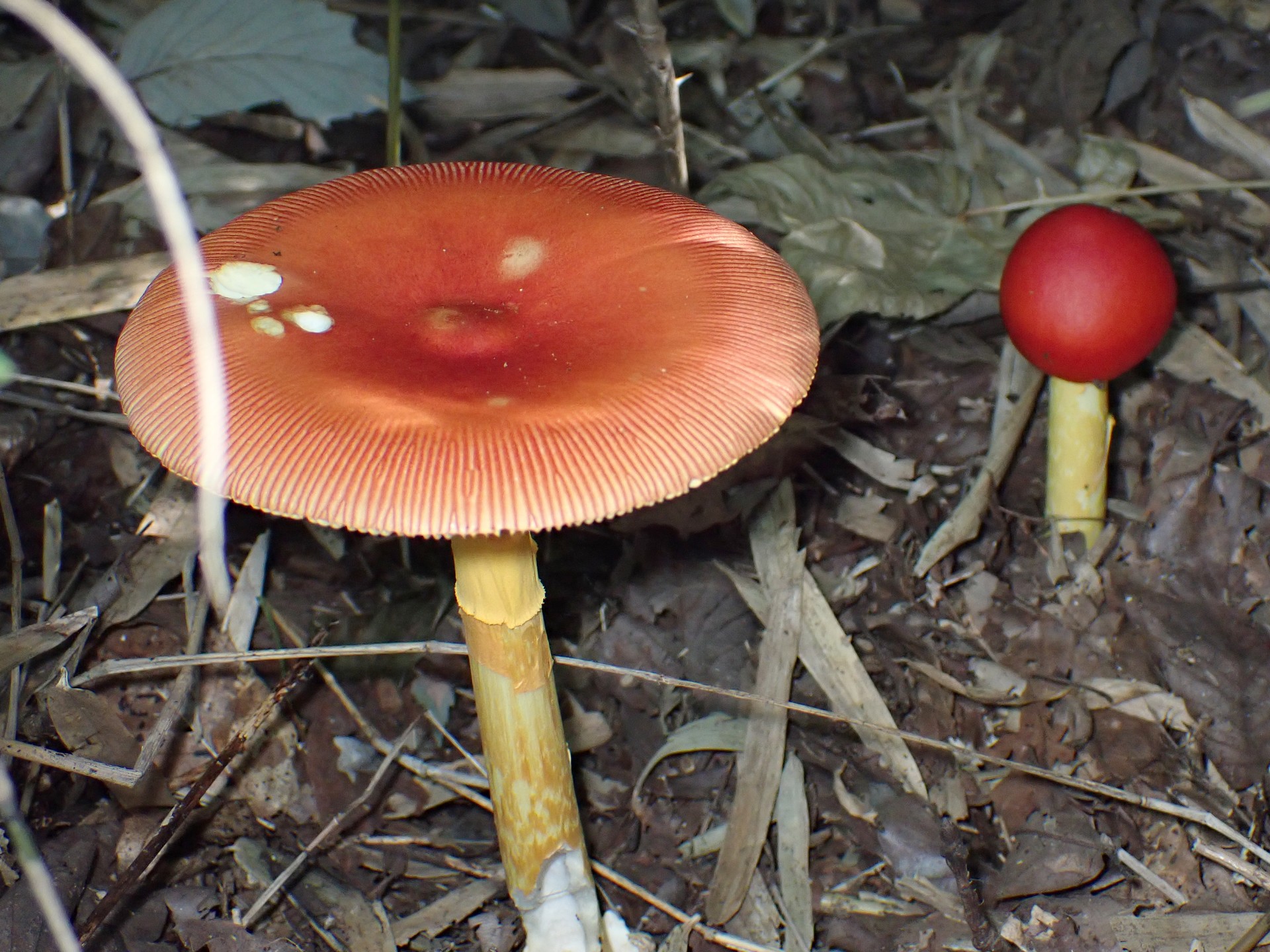 タマゴタケ の高画質写真です。横浜市で、2024年9月11日に撮影したものです。