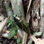 タマムシ の高画質写真です。横浜市で、2024年9月19日に撮影したものです。