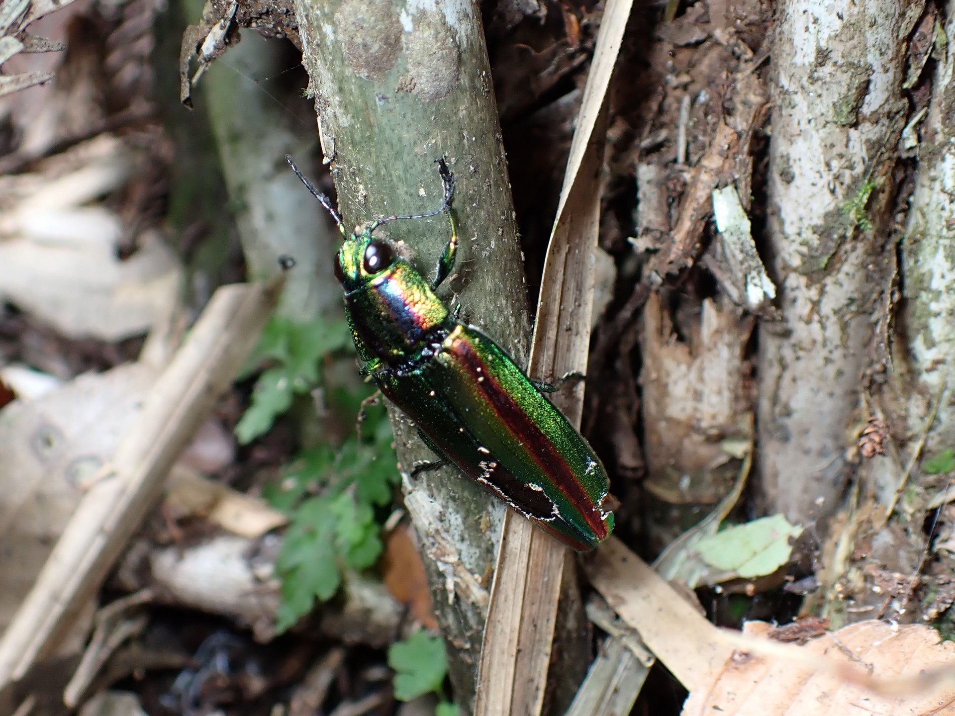 タマムシ の高画質写真です。横浜市で、2024年9月19日に撮影したものです。