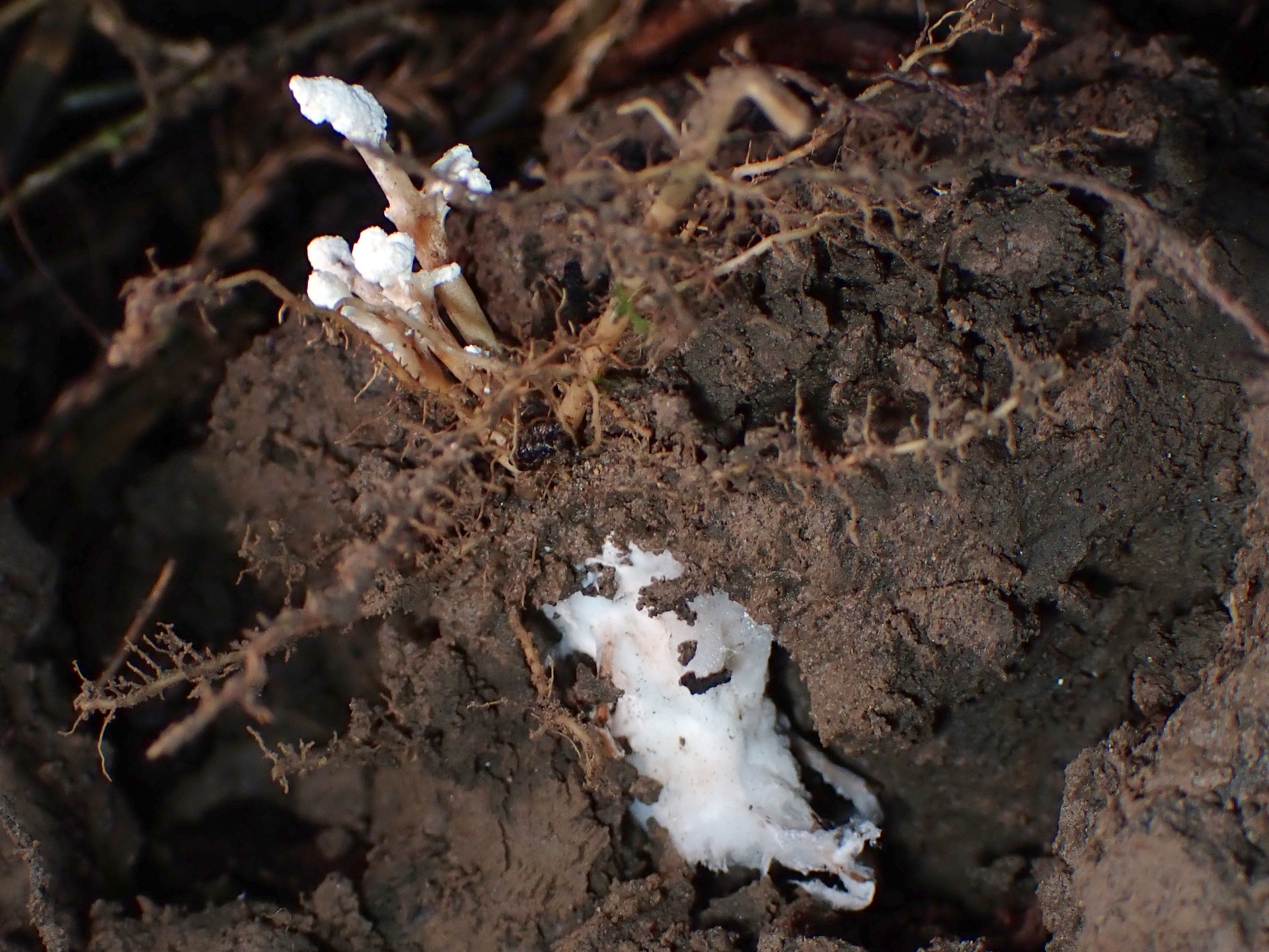 ツクツクボウシタケ の高画質写真です。横浜市で、2024年9月4日に撮影したものです。