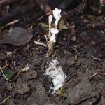 ツクツクボウシタケ の高画質写真です。横浜市で、2024年9月4日に撮影したものです。