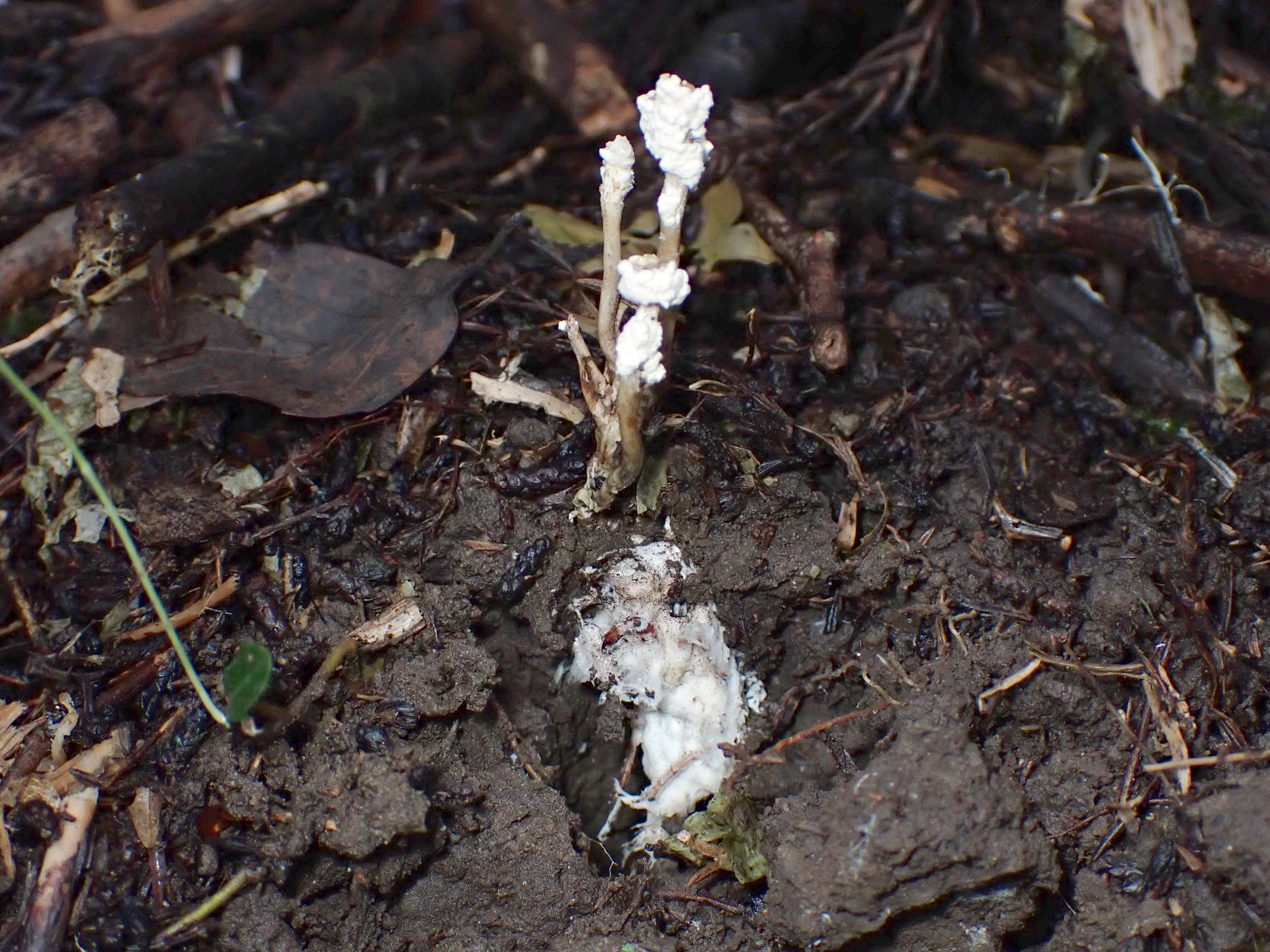 ツクツクボウシタケ の高画質写真です。横浜市で、2024年9月4日に撮影したものです。