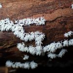 ツノホコリ の高画質写真です。横浜市で、2024年9月21日に撮影したものです。