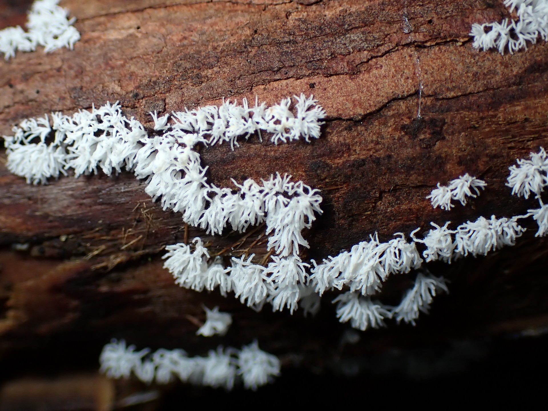 ツノホコリ の高画質写真です。横浜市で、2024年9月21日に撮影したものです。