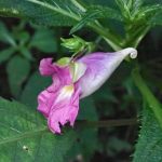 ツリフネソウ の高画質写真です。横浜市で、2024年9月4日に撮影したものです。