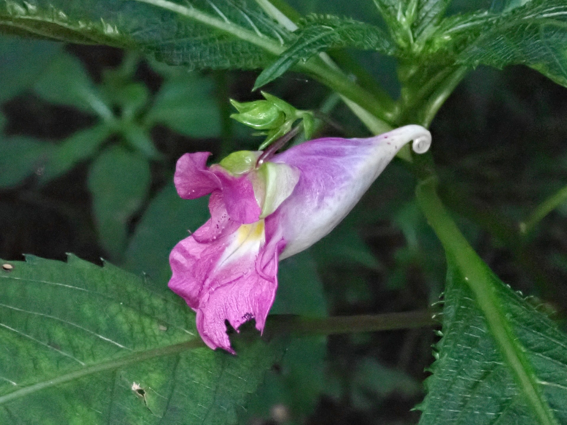 ツリフネソウ の高画質写真です。横浜市で、2024年9月4日に撮影したものです。
