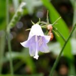 ツリガネニンジン の高画質写真です。横浜市で、2024年9月16日に撮影したものです。