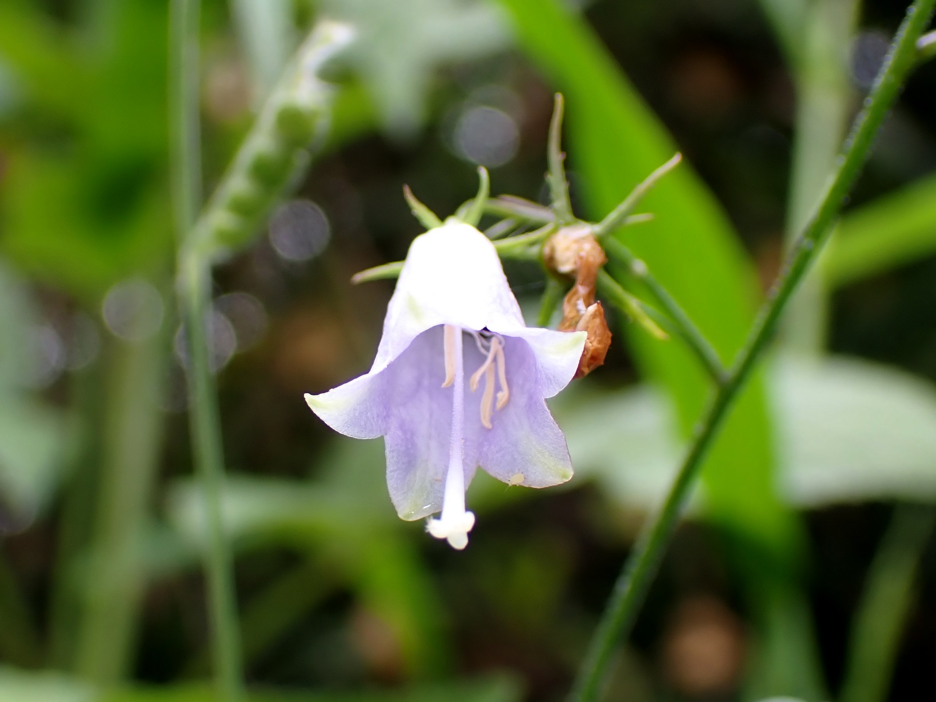 ツリガネニンジン の高画質写真です。横浜市で、2024年9月16日に撮影したものです。