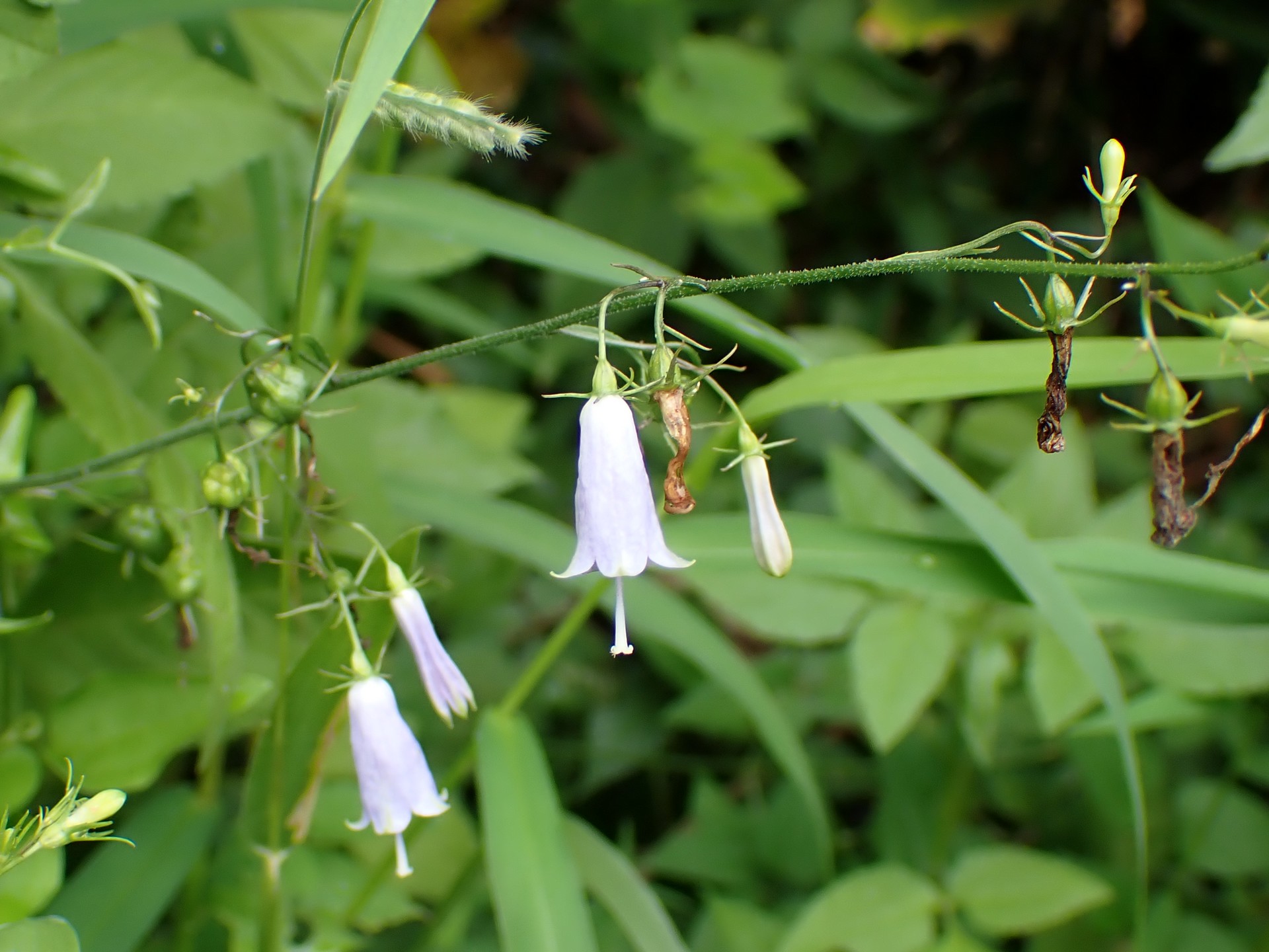ツリガネニンジン の高画質写真です。横浜市で、2024年9月16日に撮影したものです。