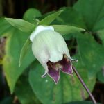 ツルニンジン の高画質写真です。横浜市で、2024年9月2日に撮影したものです。