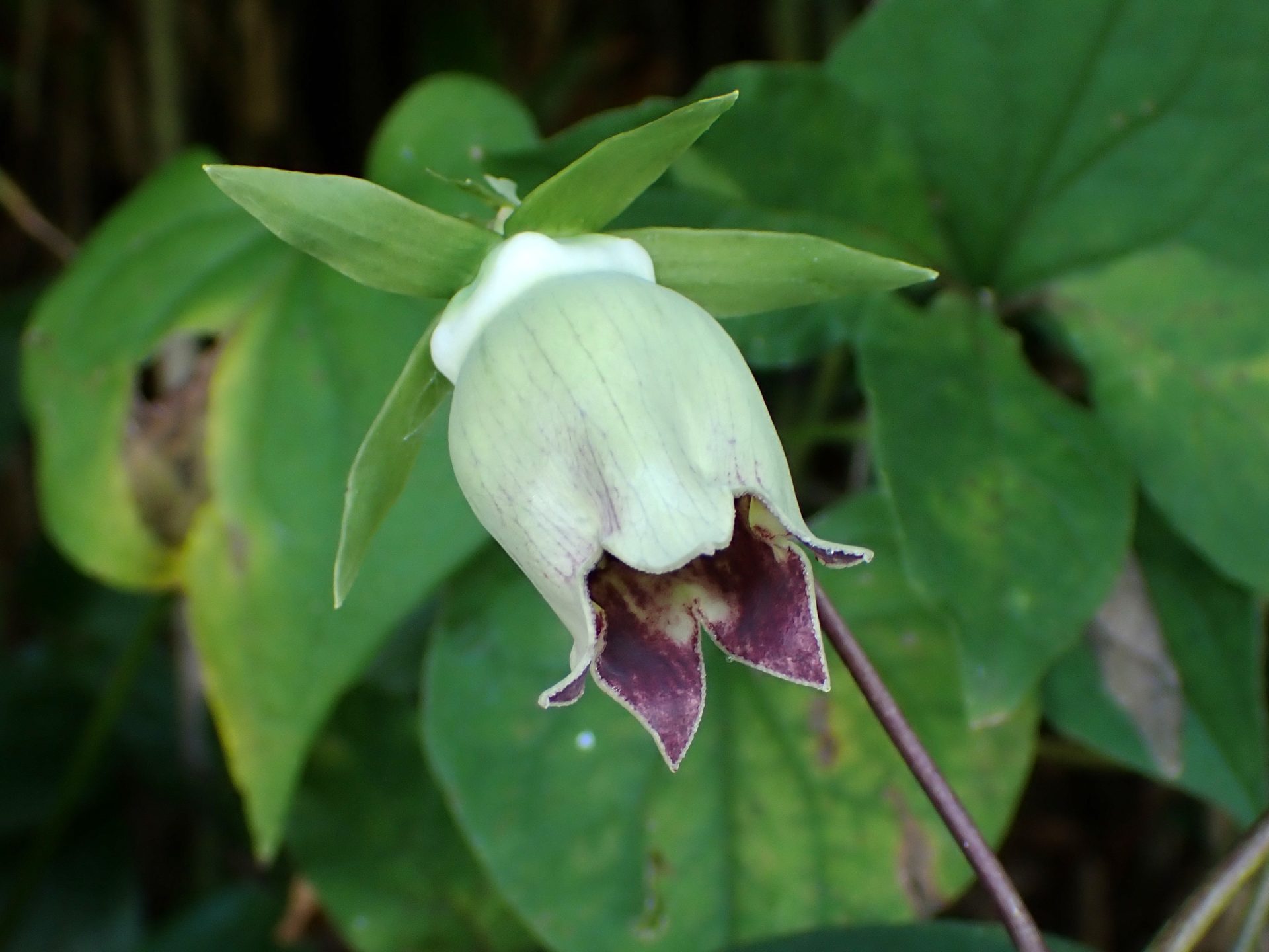 ツルニンジン の高画質写真です。横浜市で、2024年9月2日に撮影したものです。