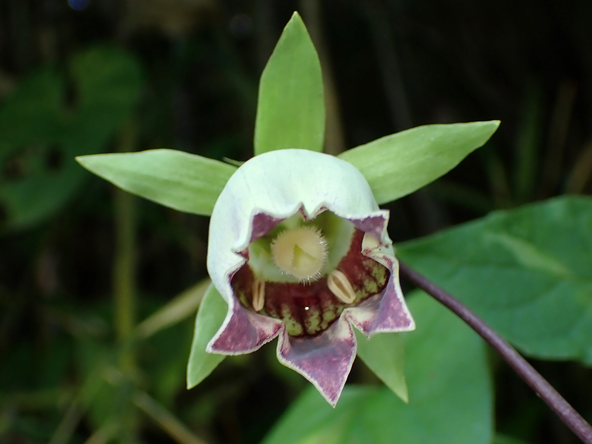 ツルニンジン の高画質写真です。横浜市で、2024年9月2日に撮影したものです。