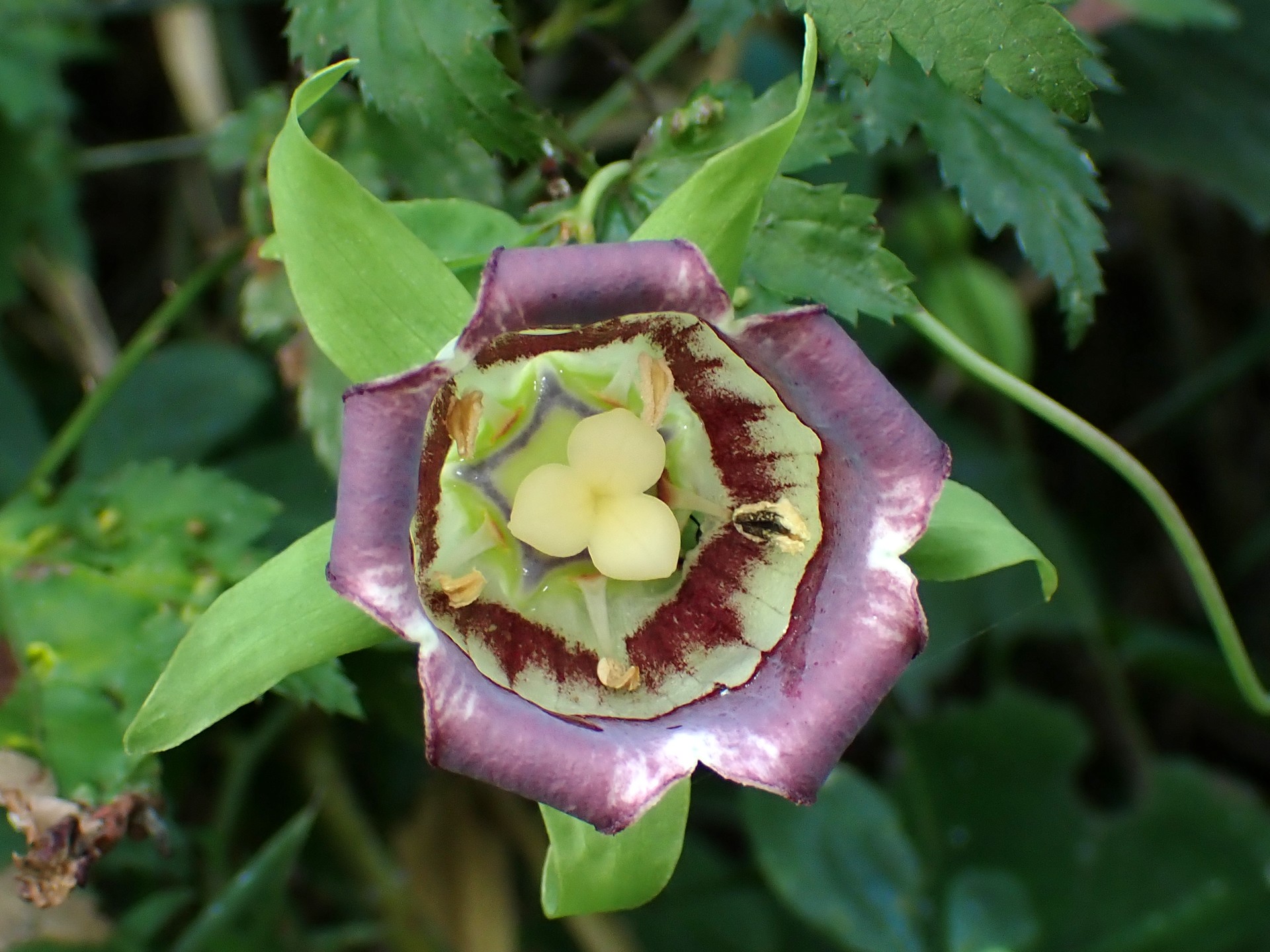 ツルニンジン の高画質写真です。横浜市で、2024年9月2日に撮影したものです。