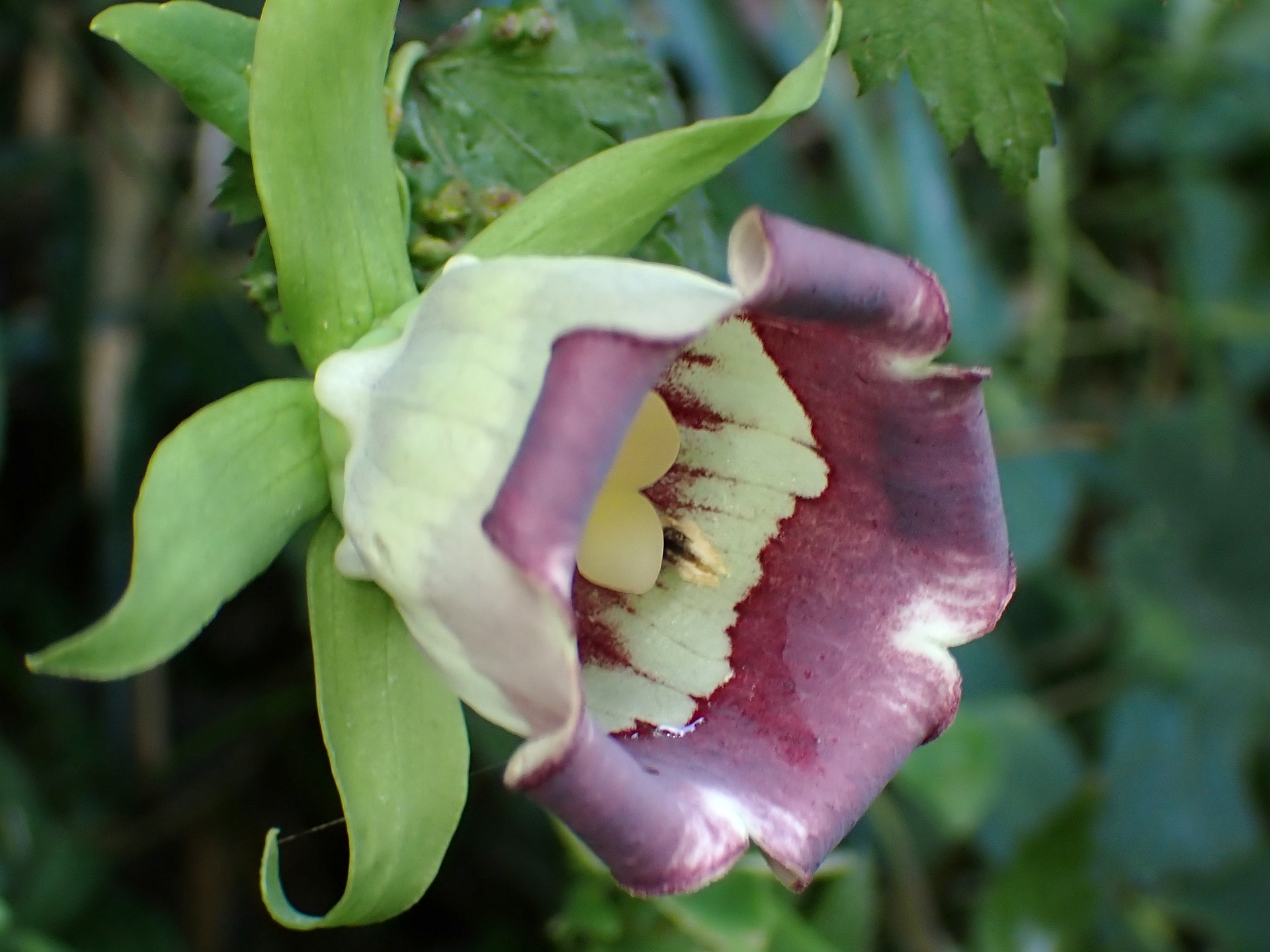 ツルニンジン の高画質写真です。横浜市で、2024年9月2日に撮影したものです。