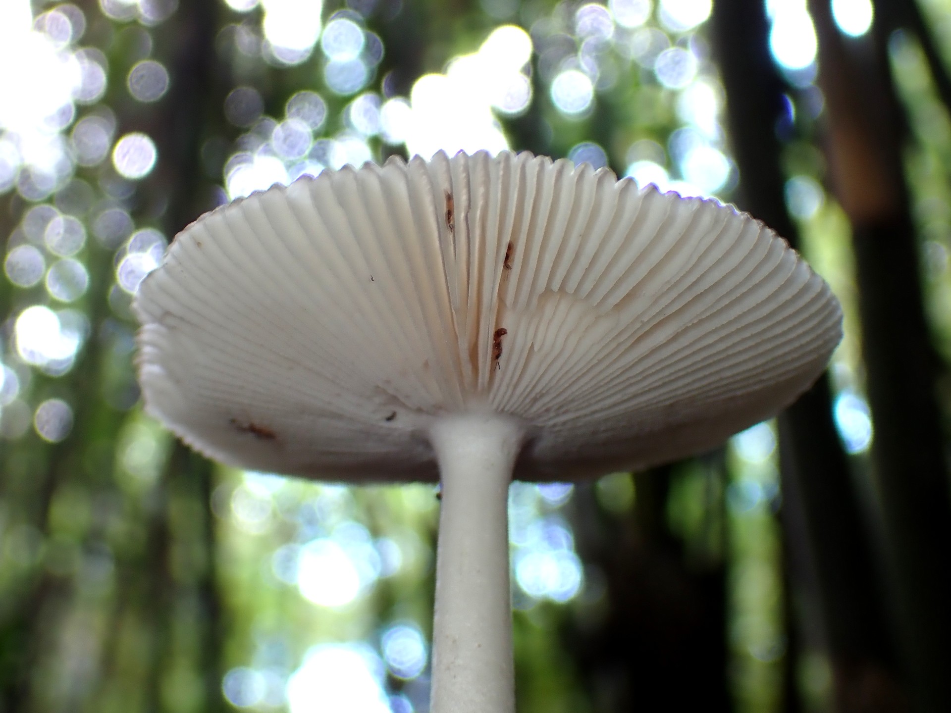 ツルタケ の高画質写真です。横浜市で、2024年9月23日に撮影したものです。