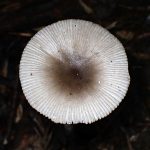 ツルタケ の高画質写真です。横浜市で、2024年9月23日に撮影したものです。