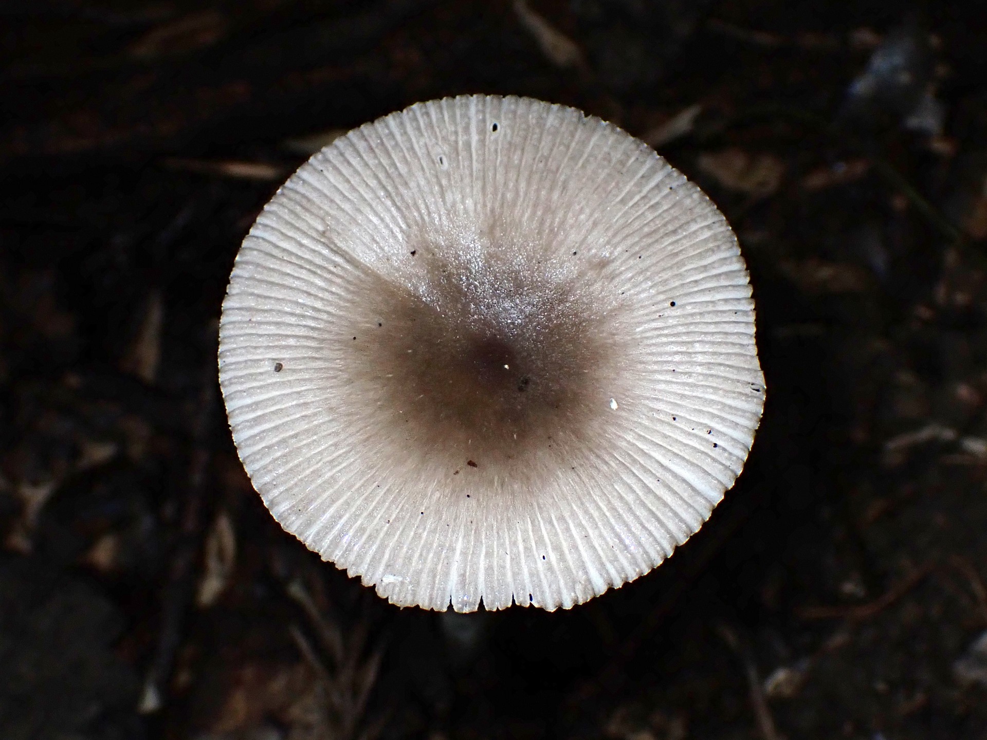 ツルタケ の高画質写真です。横浜市で、2024年9月23日に撮影したものです。