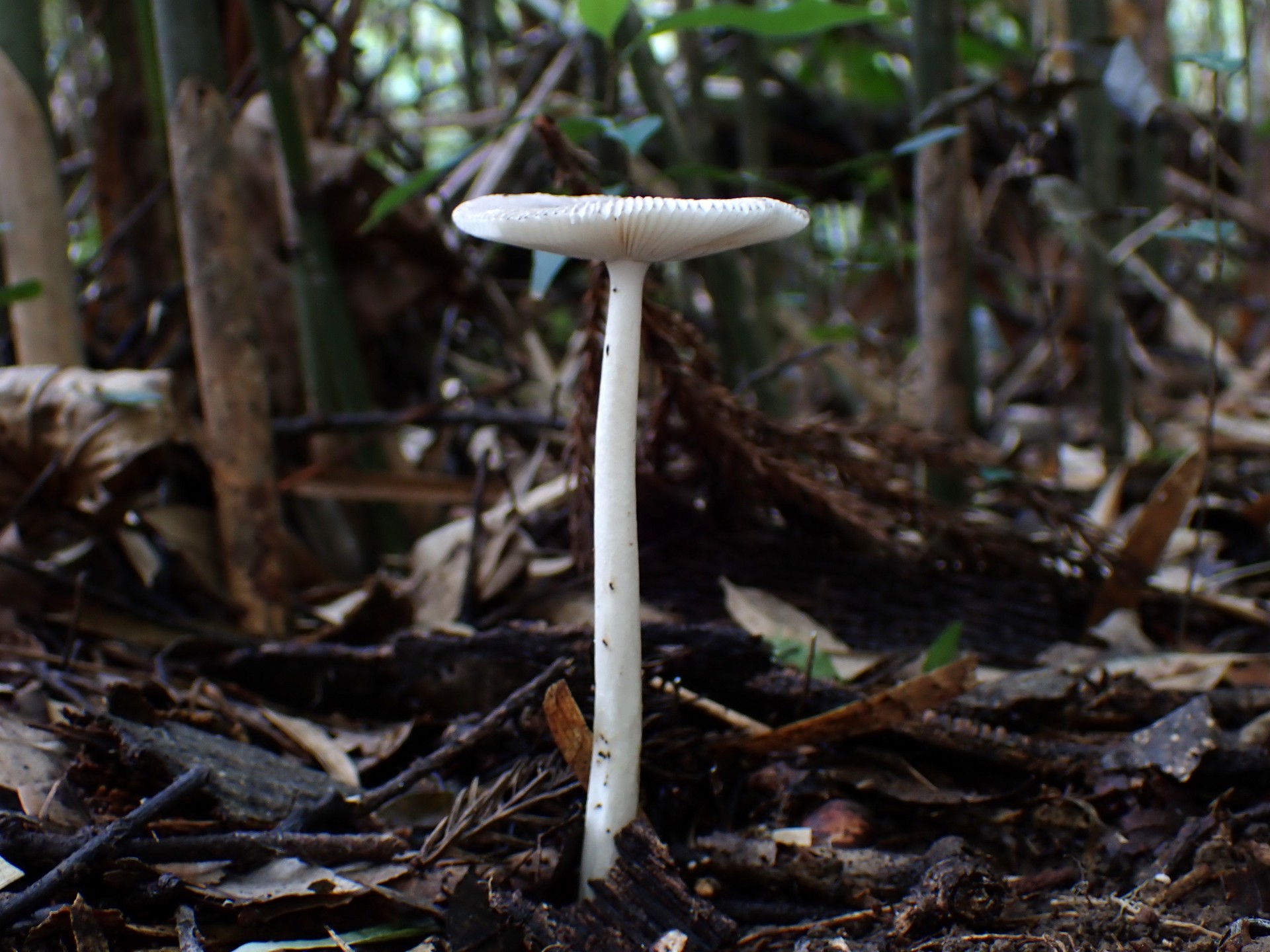 ツルタケ の高画質写真です。横浜市で、2024年9月23日に撮影したものです。