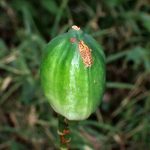 ウバユリ の高画質写真です。横浜市で、2024年9月24日に撮影したものです。