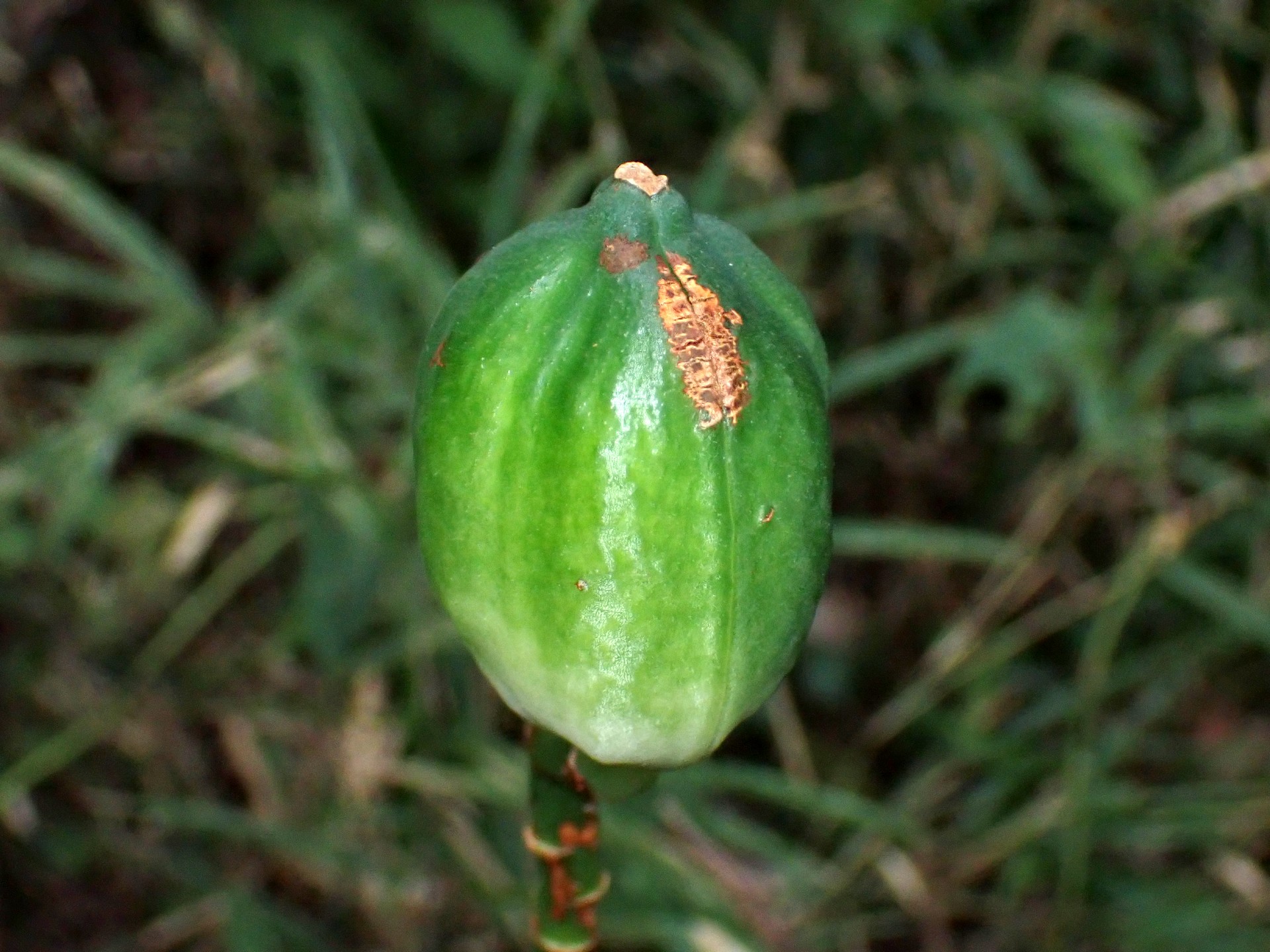 ウバユリ の高画質写真です。横浜市で、2024年9月24日に撮影したものです。