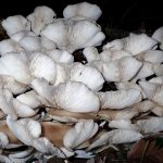 ウスヒラタケ の高画質写真です。横浜市で、2024年9月25日に撮影したものです。