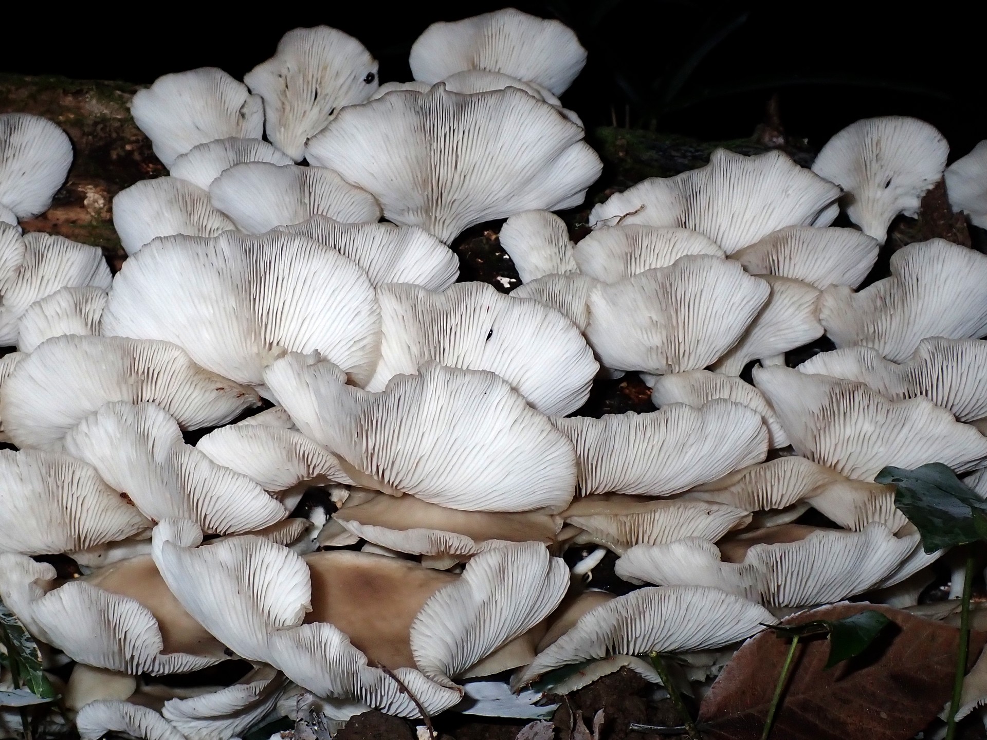 ウスヒラタケ の高画質写真です。横浜市で、2024年9月25日に撮影したものです。