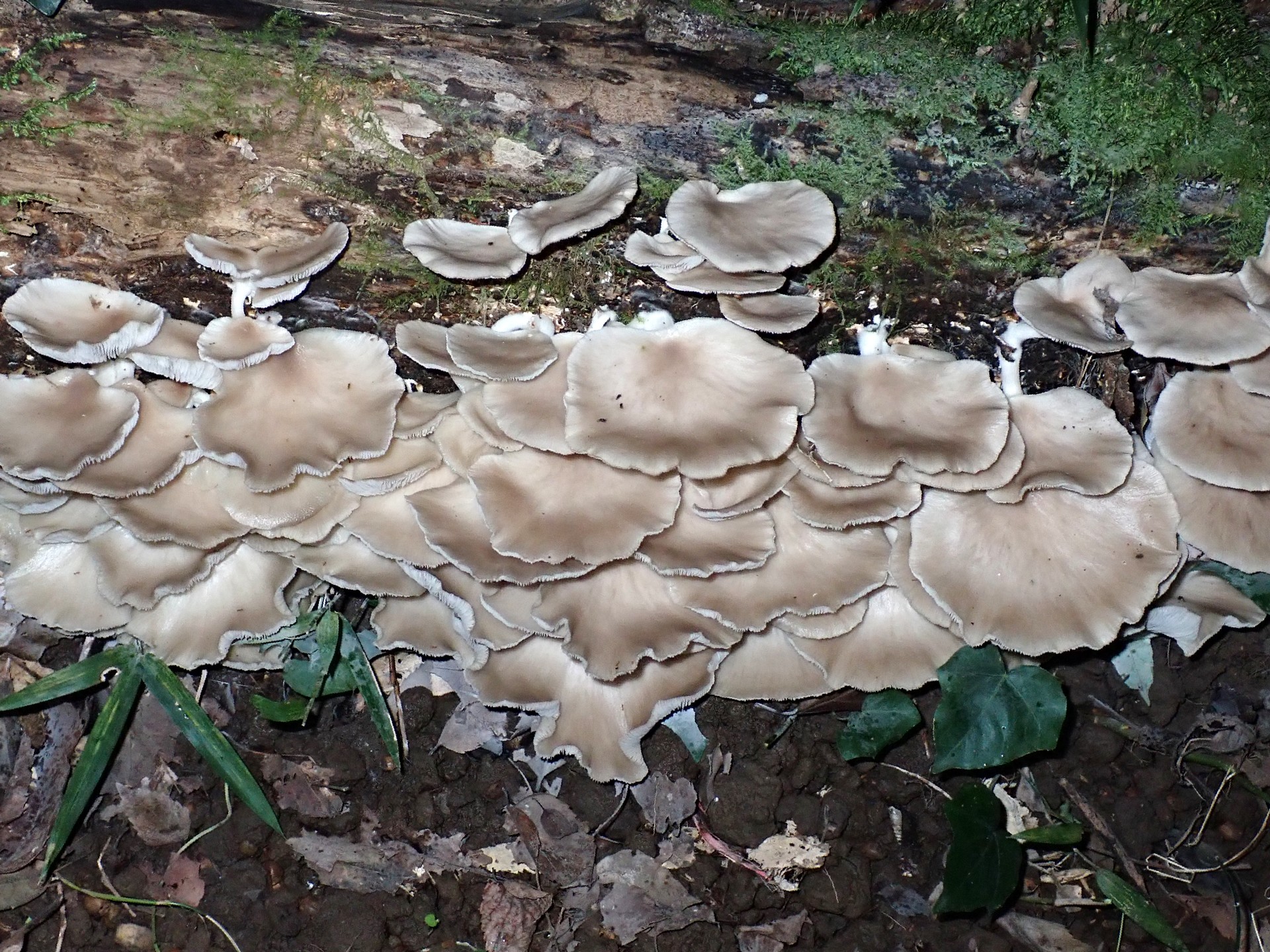 ウスヒラタケ の高画質写真です。横浜市で、2024年9月25日に撮影したものです。