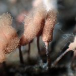 ウツボホコリ の高画質写真です。横浜市で、2024年9月28日に撮影したものです。